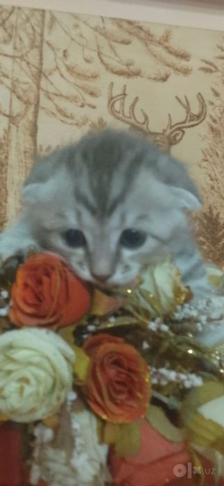 Породистые красивые котята