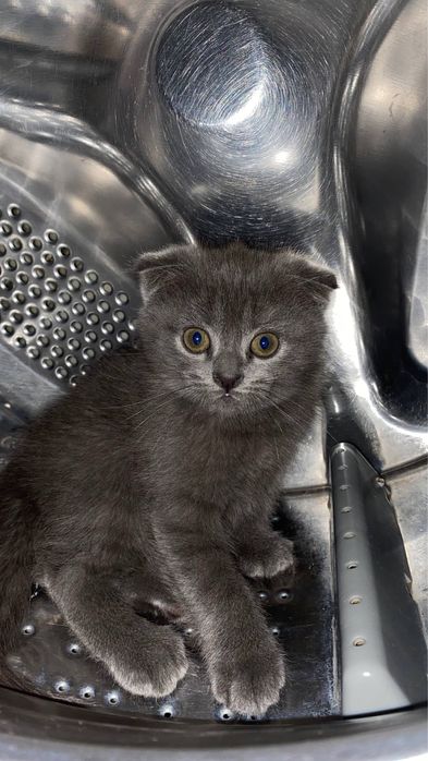 parodasi; skotish bn britanskiy