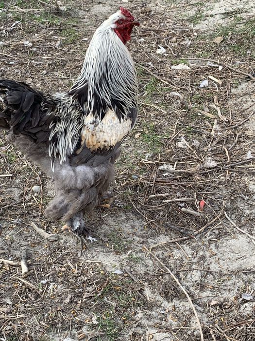 Млади петли(не чистокръвна Колумбийска брама)