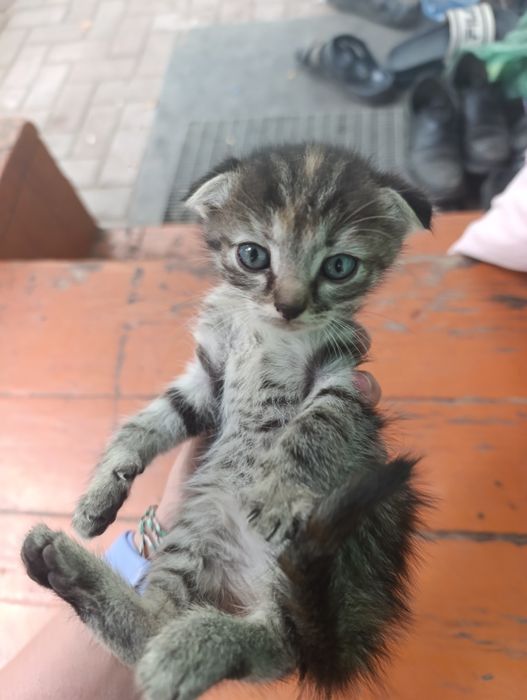 Котята бесплатно