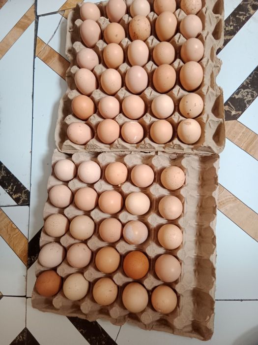 Инкубационный яицо Билефельдер.