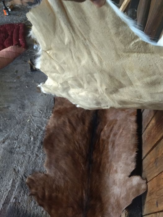 Vând blana/piele tăbăcită de capră alpină franceză și sannen