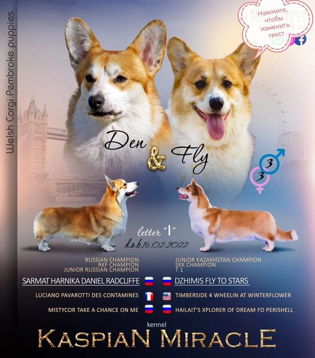 Вельш корни пемброк