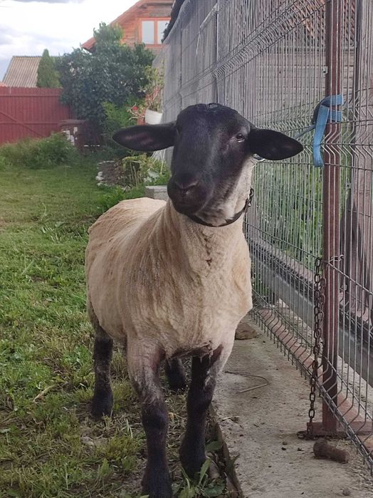 Berbeci Suffolk de un ani si sase luni