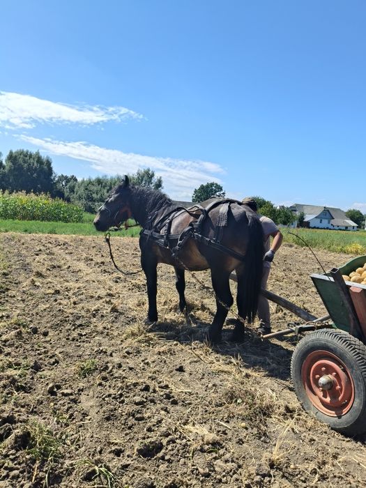 Vând mânză 3ani blândă