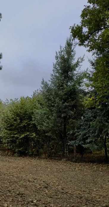 Brad de craciun /nunta ,crengute brad , brad argintiu molid,douglas