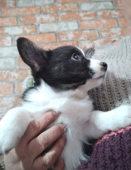 Щенки вельш корги кардиган