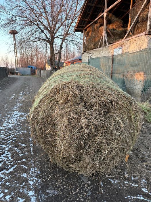 Vând baloți lucernă si coceni,baloți mari lucernă si mici coceni ...