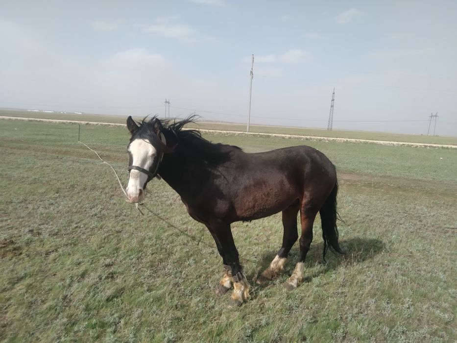 Продается жеребец