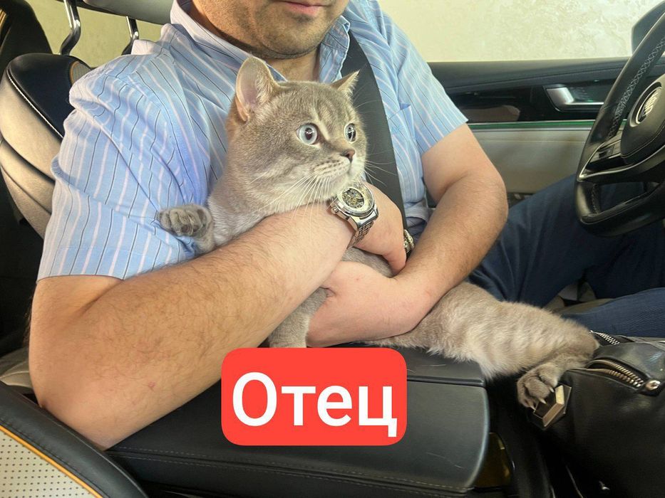 Продаются котята Scottish Fold и Straight