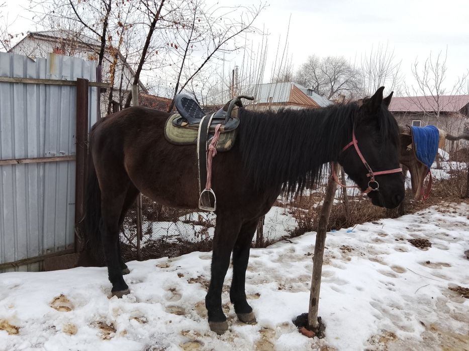 Айғыр 2021 құлыны...