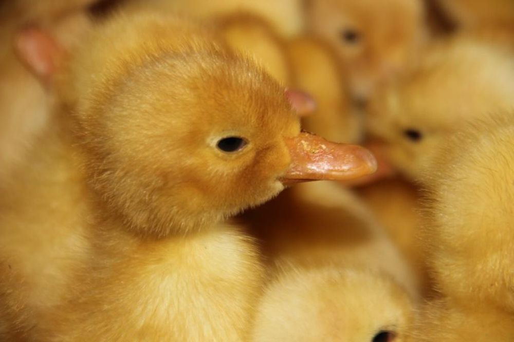 Гусята утята бройлер