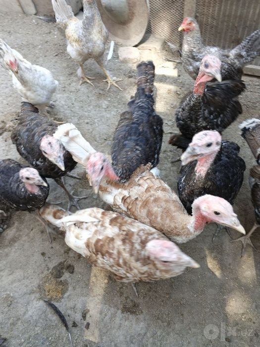 Индюшата 4 месячные на продажу. Домашние .