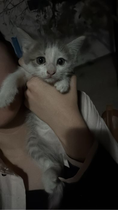 Котята домашние милашки