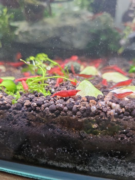 Creveti neocaridina sakura/red 10+1