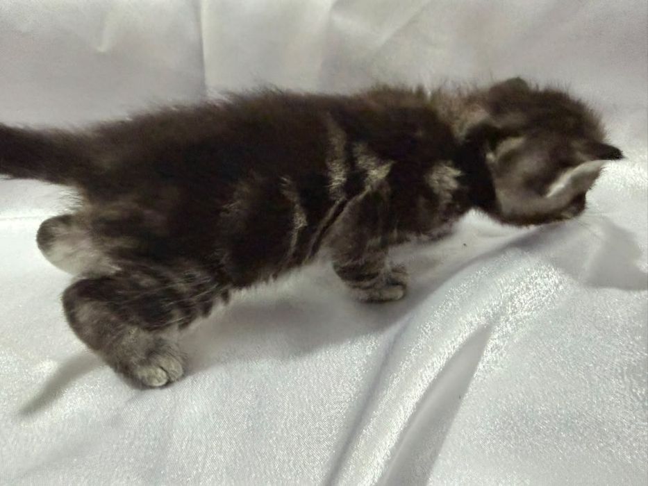 Котёнок шотландский