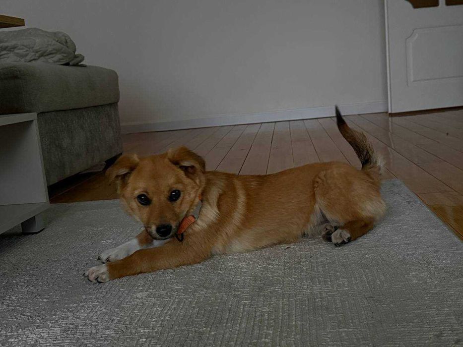 Идем дом для щенка (девочка)