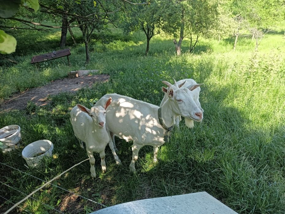 Capra sannen +țap sannen șut