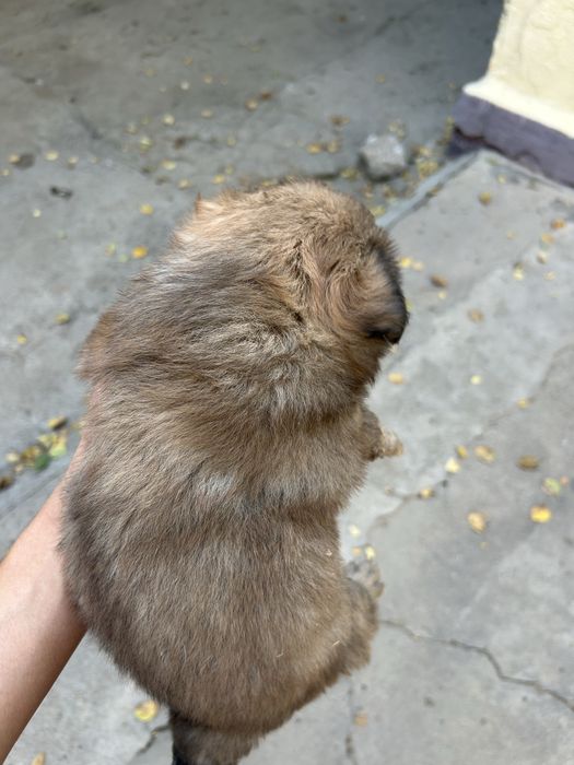 Продам щенка звонок
