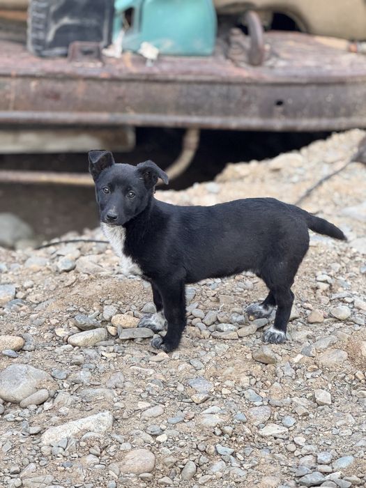 Щенки звоночки девочки