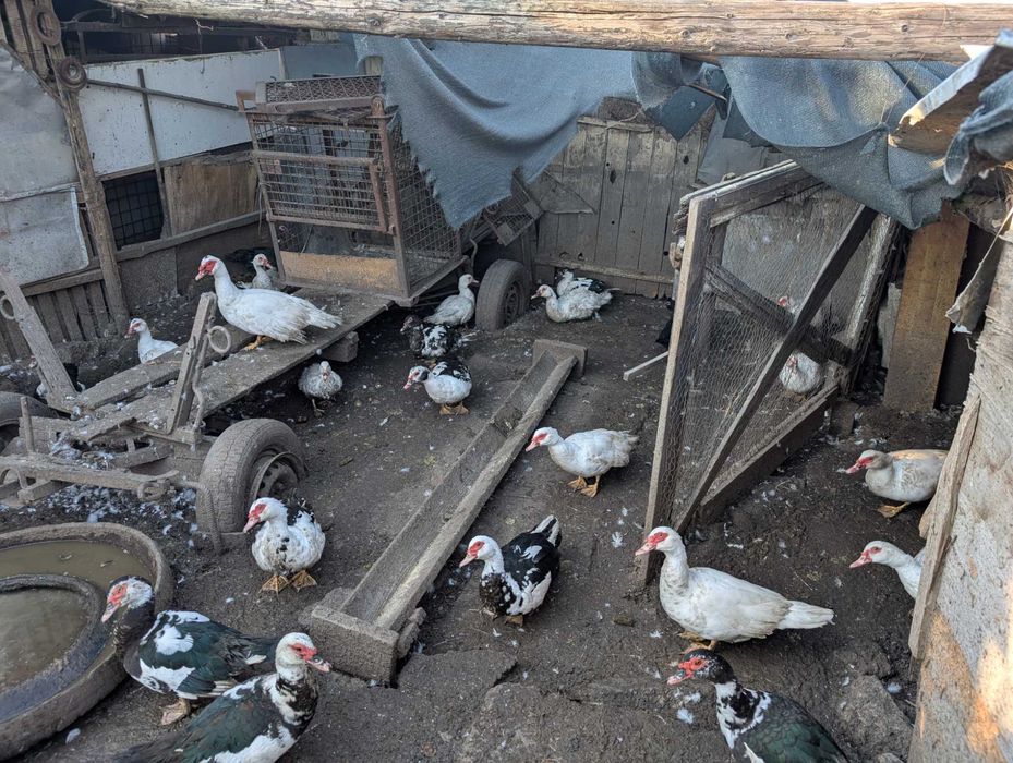 Rațe leșești de anul acesta