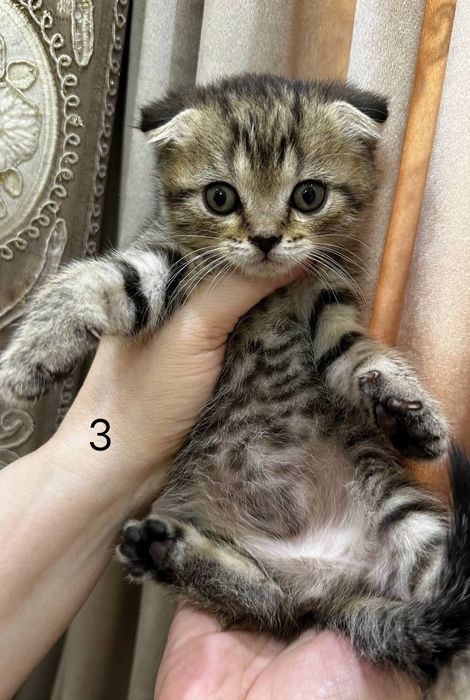 Котята шотландские мушук