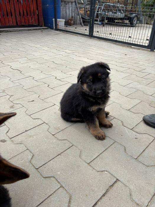 Pui Ciobanesc german