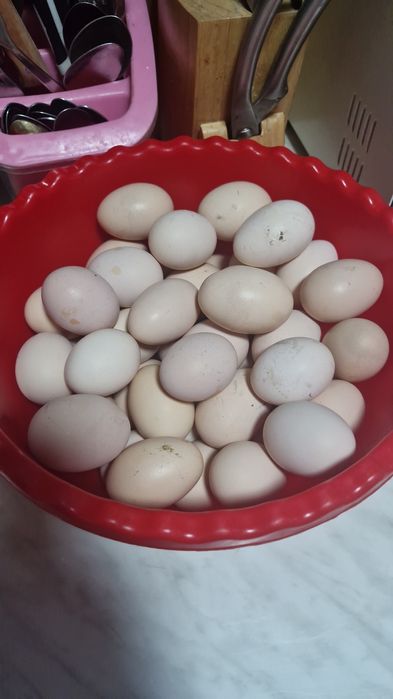 Яйца инкубационные