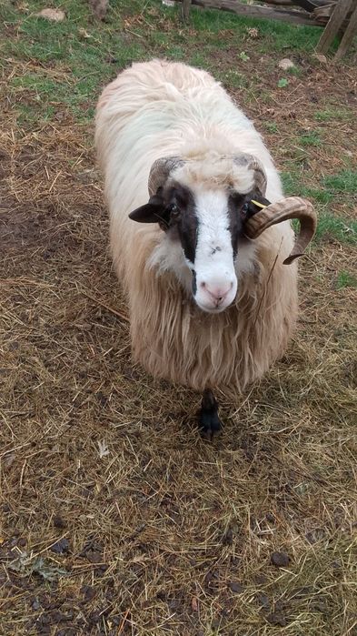 Vând oi și berbeci