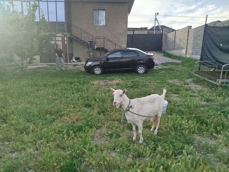 Занен сүтті ешкі сатылады