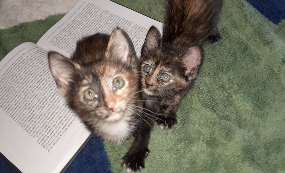 Котята в добрые руки