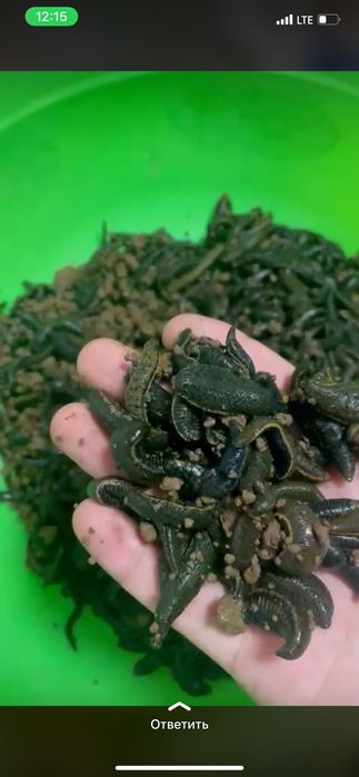 пиявки активные Актобе