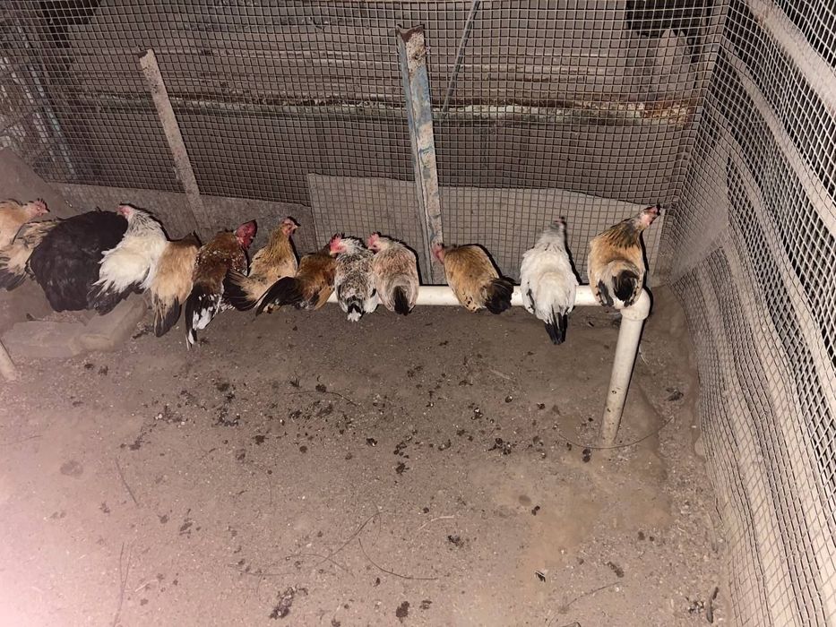 Yapon horoz sotiladi 200min