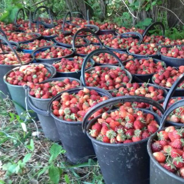 Рассада клубника Прадаётсия.привизной.сорт.Карейски.Галански.гибрид.