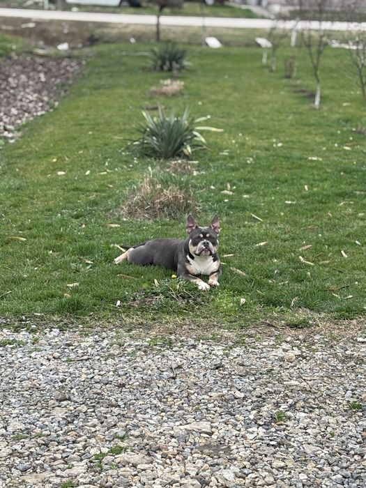 American bully pocket