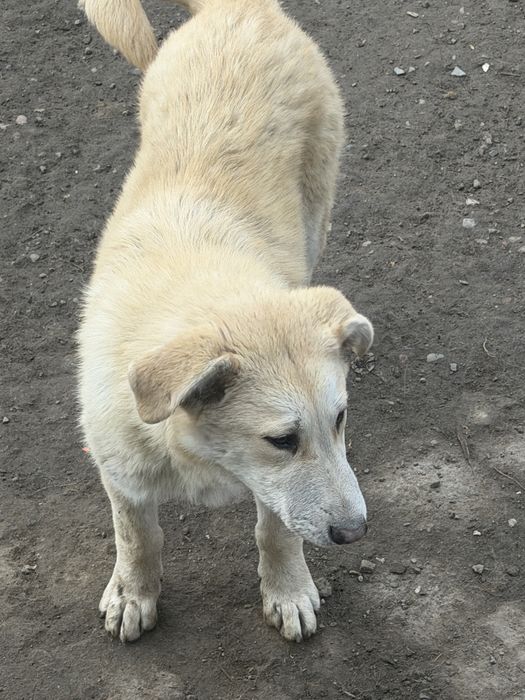 Ищет дом щенок-подросток Миша.