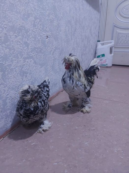 Продаётся султанки пара