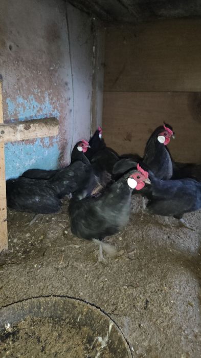 Beltanka zot oq zirak Xo'rozlar sotiladi