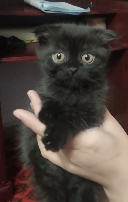 Скоттиш фольд чистокровный
