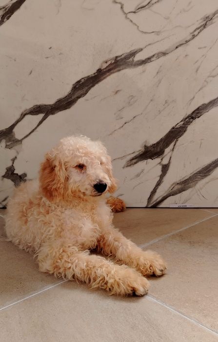 Мини пудел, мини, той