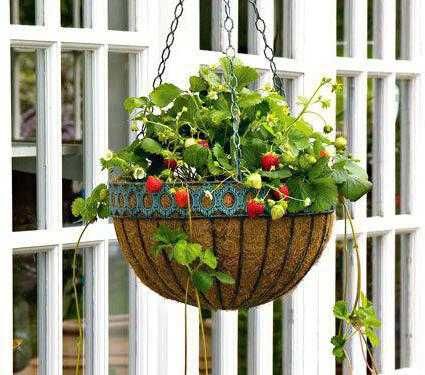 Разсад Ягода  -  Ягоди Налични  25 сорта