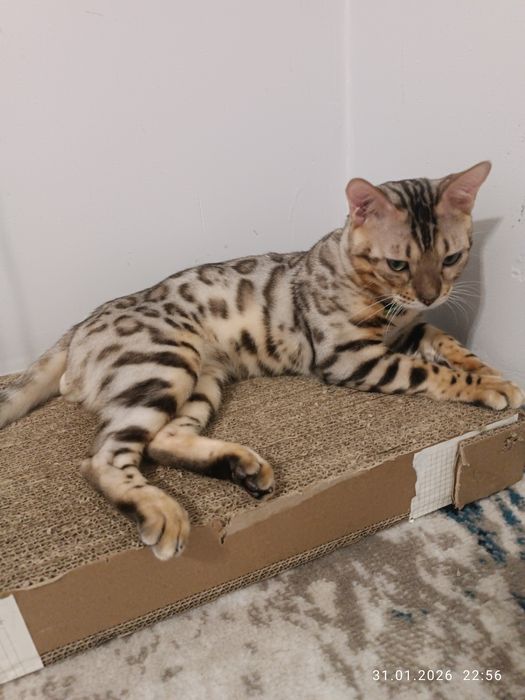 Bengal Вязка Бесплатно