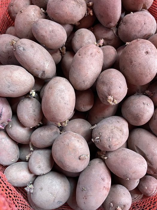 Скменной катофель сорт радриго