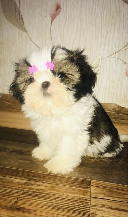 Прекрасные малыши Ши-тцу.