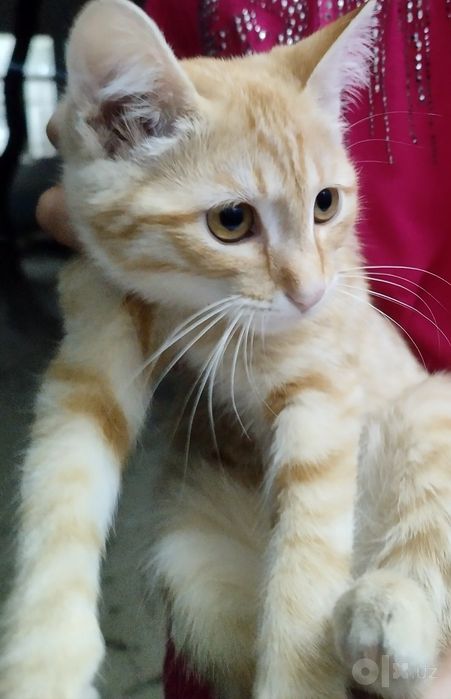 Активный, рыжий котёнок