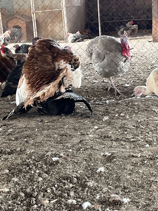 Пуйки мъжки за празниците