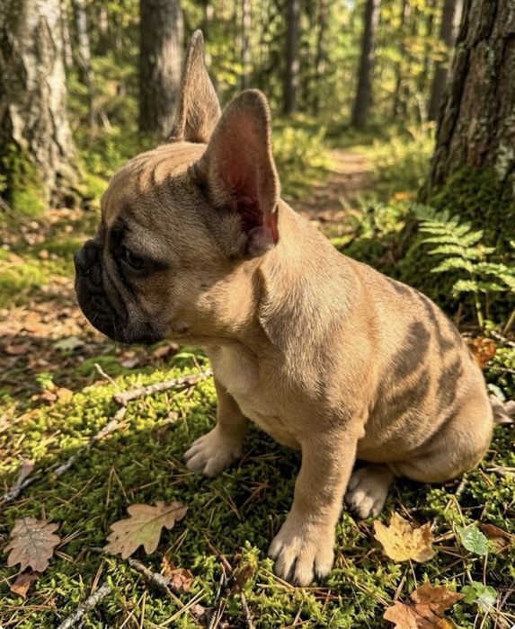 Шикарные девчули француженки