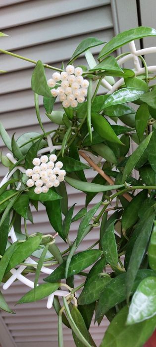 Хойи . Комнатные растения.