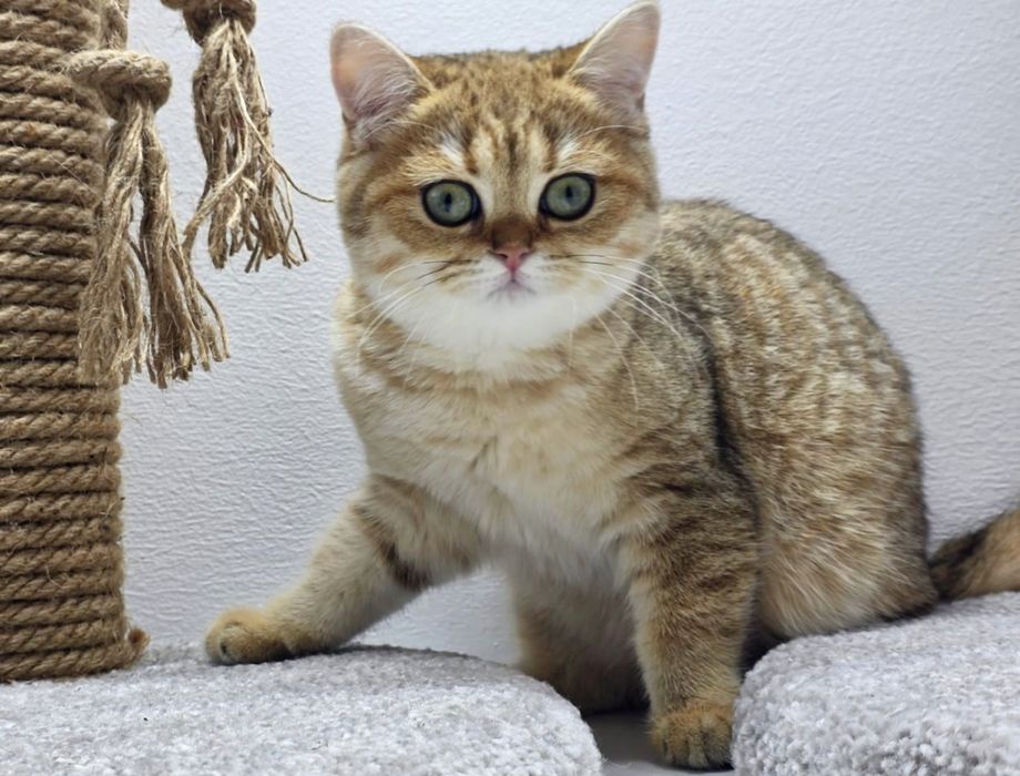 КоШечки  3 мес БритаНскиЕ