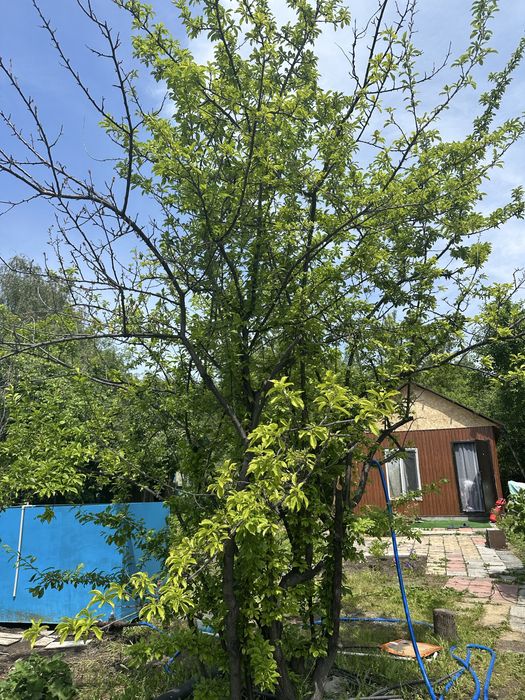 Продам  дачу дом новый  на мирном